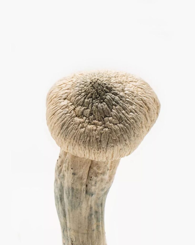 Albino Penis Envy magic mushroom delivery near me US