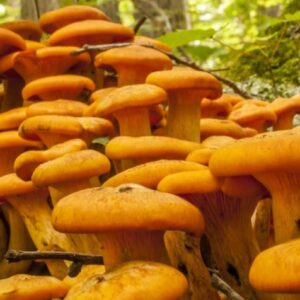 Jack-O Lantern Mushrooms for Sale, Buy Jack-O Lantern Mushroom Online USA, Toxic Mushrooms for Study, Bioluminescent Mushrooms, Magic Mushroom Delivery USA
