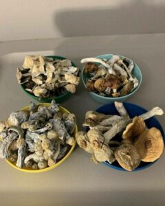 Surprising Legal Shops Selling Magic Mushrooms Near You!