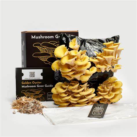 Top 5 U.S. States for Legal Magic Mushroom Purchases