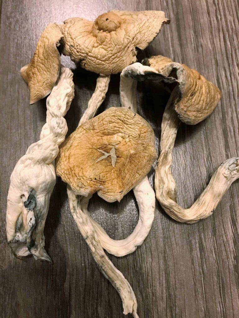 Magic mushroom delivery usa
