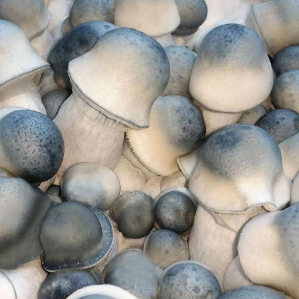 Buy Magic Mushroos Online USA - Order Shrooms Online