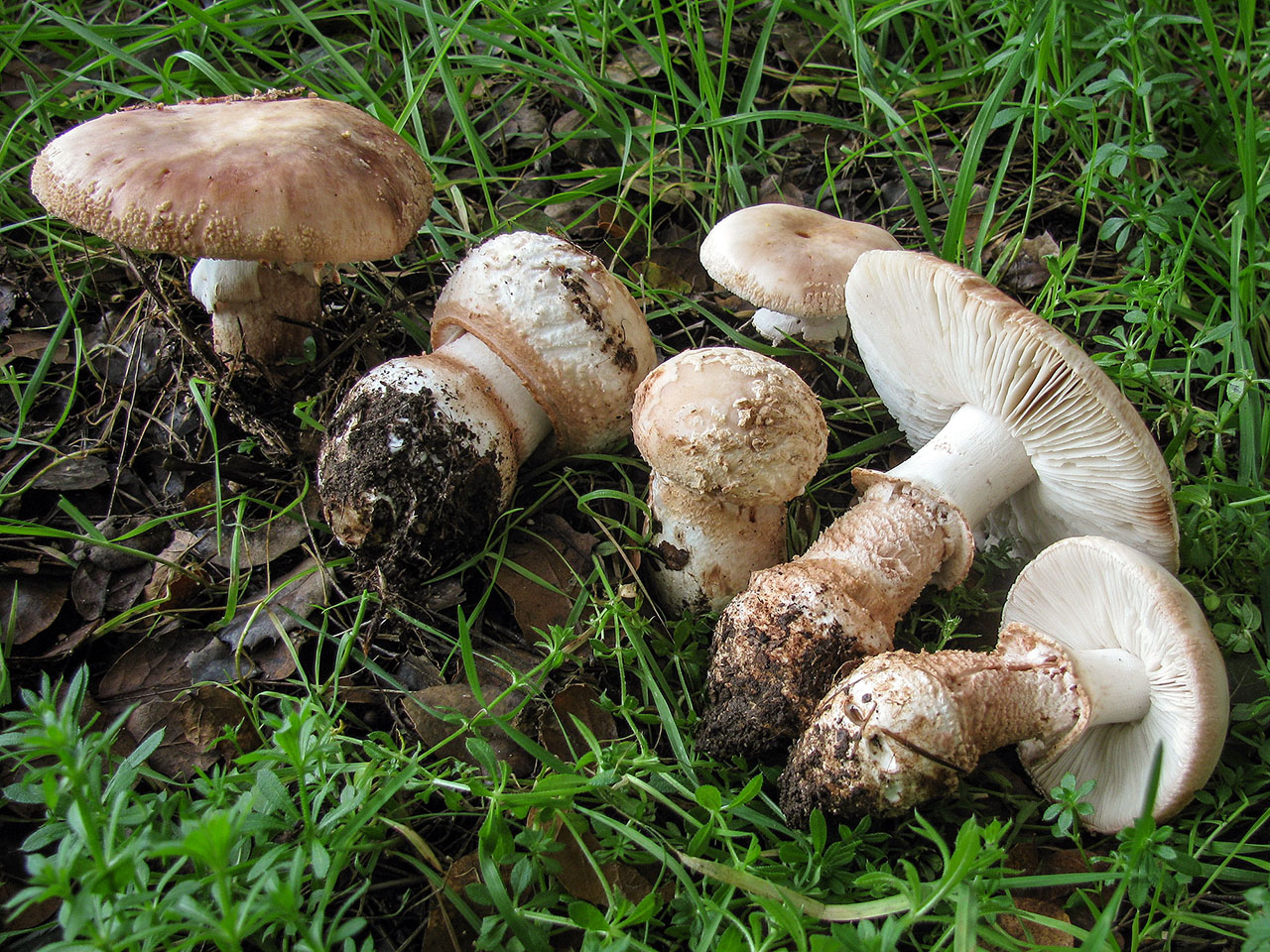 Top 5 Online Stores to Buy Magic Mushrooms in the United States