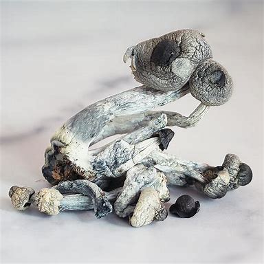 Understanding the Legalities: Buying Magic Mushrooms in America