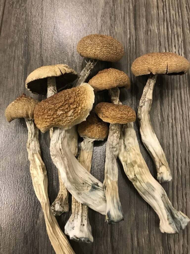 Psilocybin Legal Status by State and Federal Law (2025 Guide)