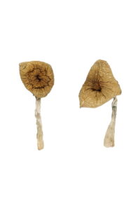 Magic Mushroom Delivery in the United States: Laws, Access, and the Future of Psilocybin Services