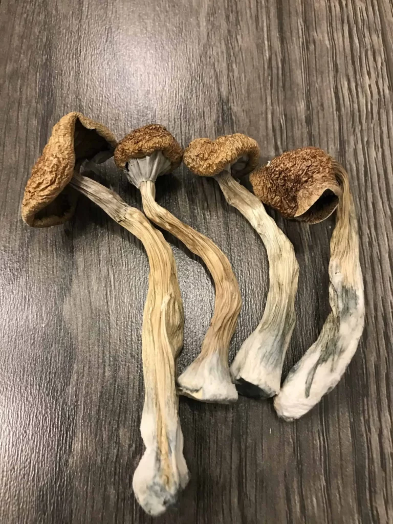 Top U.S. Cities: Where to Buy Magic Mushrooms Safely