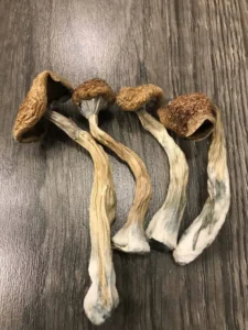 Where to Find Psychedelic Retreats Offering Magic Mushrooms in the U.S.