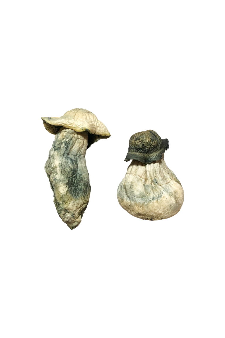 Discover Mystical Fungi: Where to Buy Magic Mushrooms in America