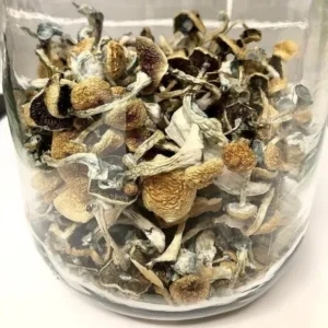 where to buy magic mushroom in the us