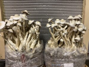 Shop Magic Mushroom Online USA - Shroom Wonders