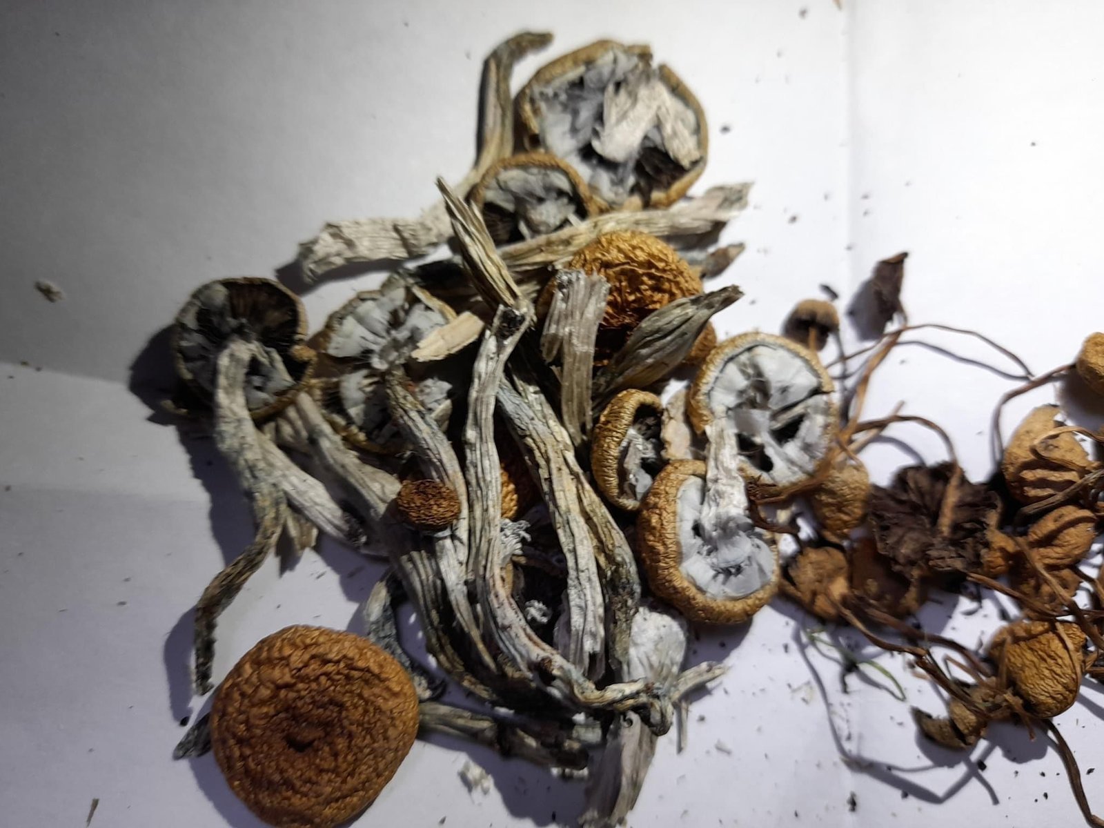 A Beginner’s Guide to Buying Gourmet Mushrooms in the USA